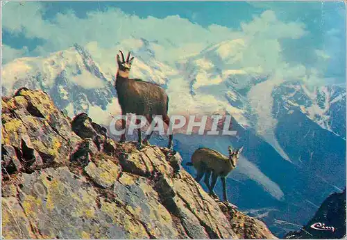 Cartes postales moderne Animaux de Montagne Chamois