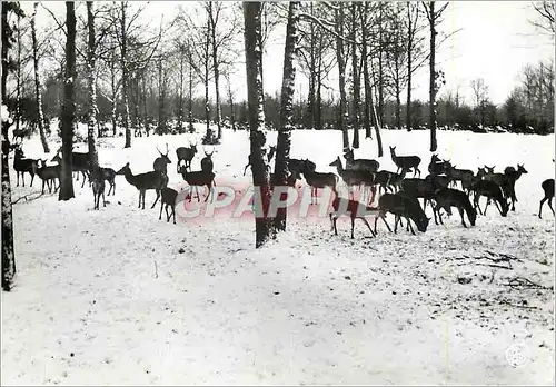 Cartes postales moderne Chasse du Bois de Nassogne