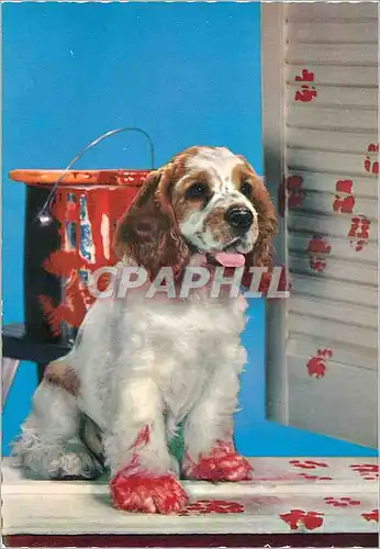 Cartes postales moderne Chien Epagneul