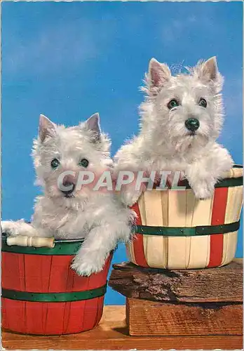 Cartes postales moderne Chien