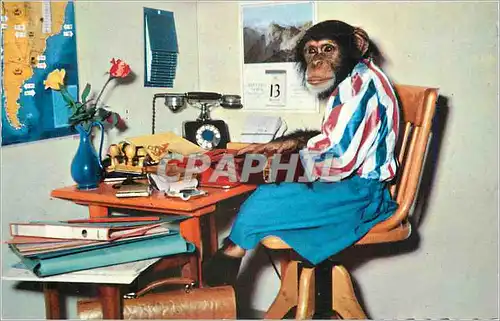 Cartes postales moderne Singe Chimpanze