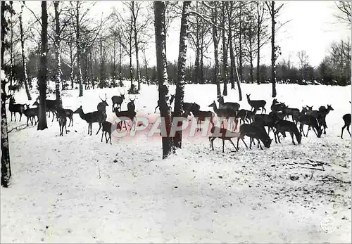 Cartes postales moderne Chasse du Bois Nassogne