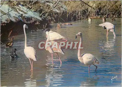 Cartes postales moderne Flamants Roses en Camargue Couleurs et Lumiere de France