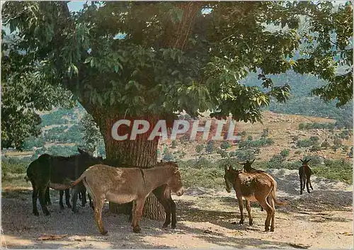 Cartes postales moderne Corse Ile de Beaute la Pause sous le Chataignier Ane Donkey