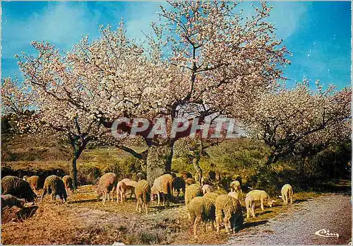 Cartes postales moderne En Provence Paturage sous les Amandiers au Printemps