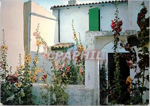 Cartes postales moderne Ile de Re (Chte Mme) des Vieux Murs Blanchis des Volets Verts des Fleurs du Soleil voici l'Ile d