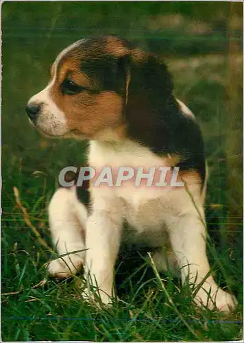 Cartes postales moderne Chiens