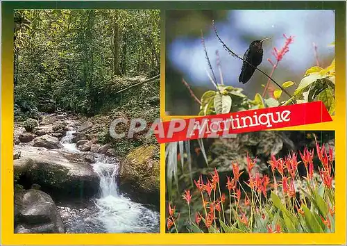 Cartes postales moderne Martinique Nature Tropicale le Colibri