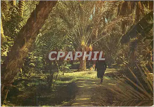 Cartes postales moderne Nefta (Tunis) Les Oasis