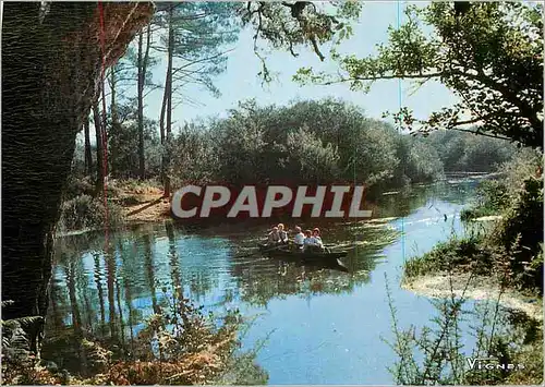 Cartes postales moderne Courant d'Huchet Visage des Landes Dans une Vague de Verdure