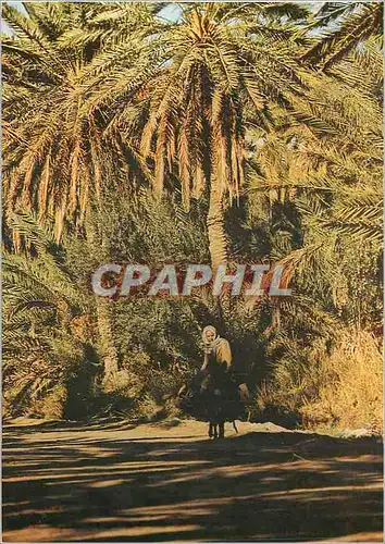 Cartes postales moderne Sud Tunisien A l'Ombre l'Oasis