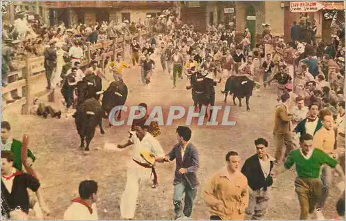 Cartes postales moderne Pamplona Corriendo Mozos y Toros por la Calle Tauteaux