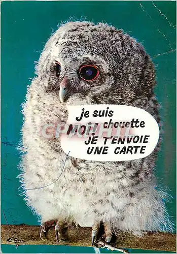 Cartes postales moderne La Chouette Animaux Humoristiques