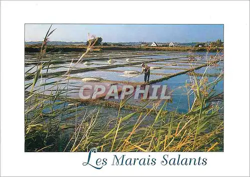 Cartes postales moderne La Cote d'Amour (Loire Atlantique) Couleurs de Bretagne Paludier en Activite dans les Marais Sal