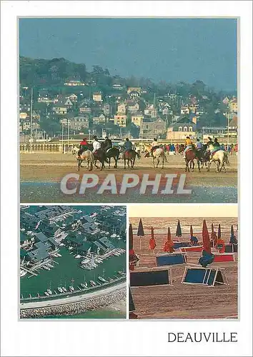 Cartes postales moderne Deauville (Calvados) Cheval Hippisme