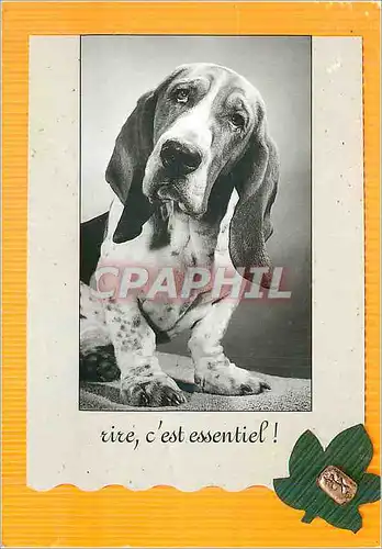 Cartes postales moderne Vivre c'est Essentiel  Collection les Naturelles Chien