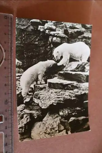 tolle alte Karte -  Eisbären im Freigehege - Tierpark Berlin 1968