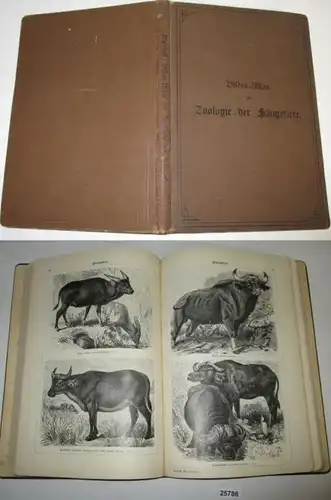 Bilder-Atlas zur Zoologie der Säugetiere