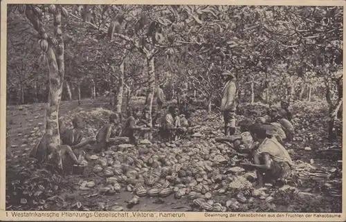 Westafrikanische Pflanzungs- Gesellschaft Viktoria, Kamerun, Gewinnung der Kakaobohnen, ungelaufen