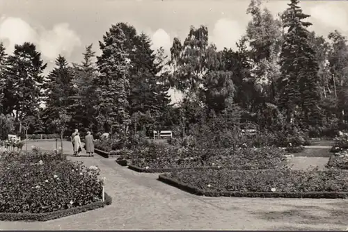 Sangerhausen, Rosarium, incurvé