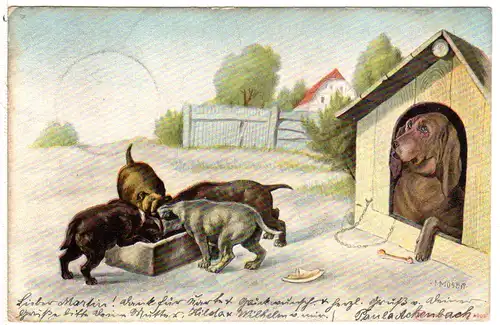 Hündin m. Welpen am Futtertrog, 1903 gebr. Hunde Farb-AK