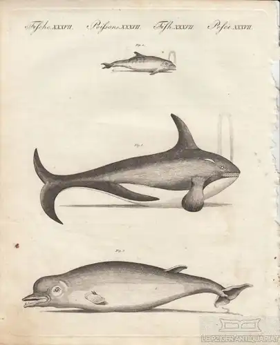 Fische. Tafel XXXVII. Wale, Kupferstich, Bertuch. Kunstgrafik, 1805 263911