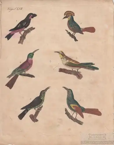 Vögel. Tafel LVII. bunte Vögel, Kupferstich, Bertuch. Kunstgrafik, 1805