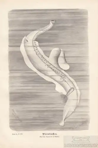 Pterotrachea. aus Brehms Thierleben, Holzstich. Kunstgrafik, 1878