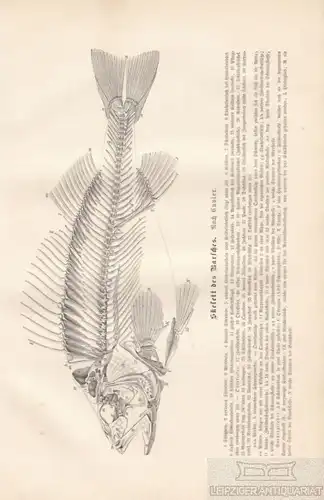 Skelett des Barsches. aus Brehms Thierleben, Holzstich. Kunstgrafik, 1879