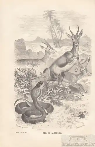 Uräus-Schlange. aus Brehms Thierleben, Holzstich. Kunstgrafik, 1878