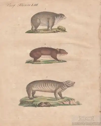 Vierf. Thiere. Tafel LIII. Klippschliefer, Kupferstich. Kunstgrafik, 1805