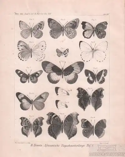 Lithographie: Africanische Tagschmetterlinge Taf. 1, Dewitz, H. Kunstgrafik