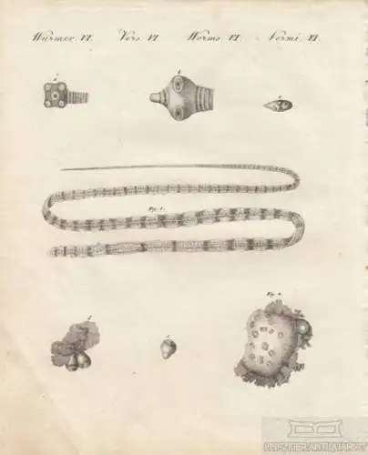 Würmer. Tafel VI. Bandwurm, Kupferstich, Bertuch. Kunstgrafik, 1805