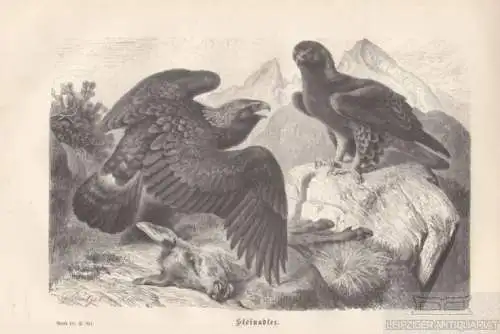 Steinadler. aus Brehms Thierleben, Holzstich. Kunstgrafik, ca. 1878