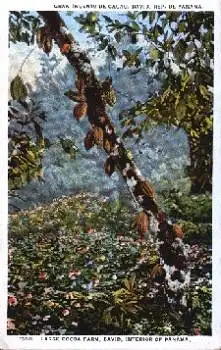 Panama Kakaofarm Large Cacao Farm Kakaopflanze *ca. 1920