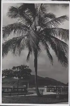 Guaruja Brasilien Palmeiras *ca.1940