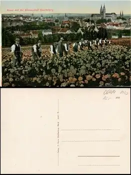 06484 Quedlinburg Blumenstadt *ca. 1920