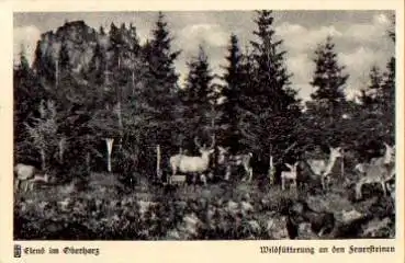 Rehe Hirsche bei der Wildfütterung an den Feuersteinen o 12.6.1939