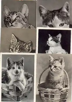 Katzen 6 Karten ca. 1970