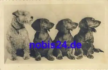 Dackel Gruppe und Fox o 1943