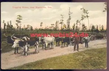 Rinderherde in Texas, Logging Scene near Beaumont *ca. 1905