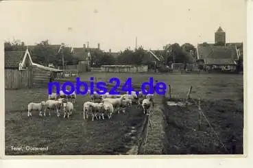 Oosterend Texel Schafe *ca.1942