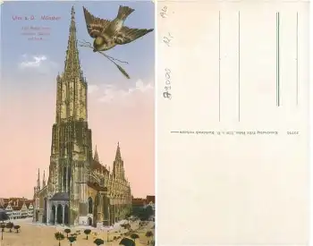 Ulm Münster Vogel *ca.1920