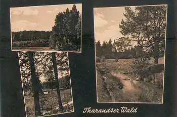 01737 Tharander Wald  1964 Hanich1663