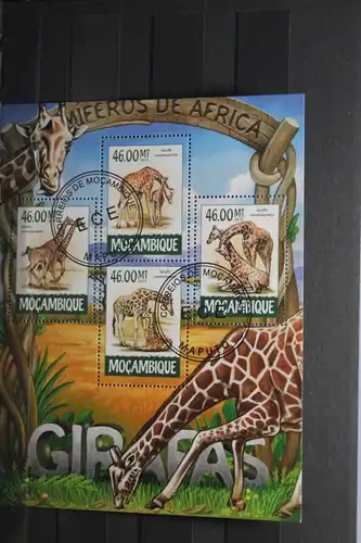 Mocambique, Giraffen, 2015