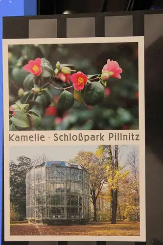 [Echtfotokarte farbig] Kamelie Schloß Pillnitz. 