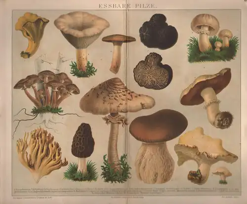 Brockhaus Conversations-Lexikon, Essbare Pilze. Pfifferling, Trüffel u.a.  Chromolithographie von (ca. 1885)