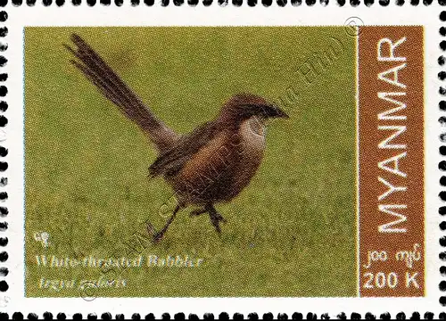 Endemic Birds: White-throated Babbler (MNH)