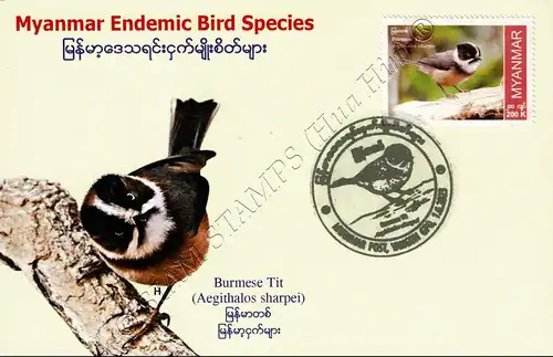 Endemische Vogelarten: Burmesische Buschmeise -MAXIMUM KARTE MC(I)-