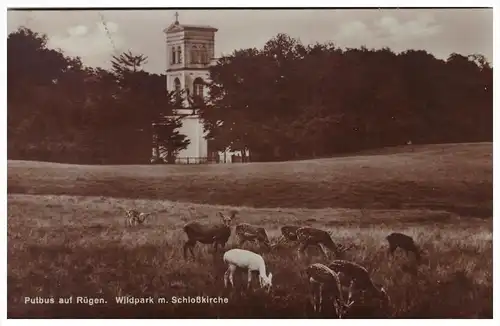 alte AK , Putbus auf Rügen 1927 , Wildpark mit Kirche , Mecklenburg !!!